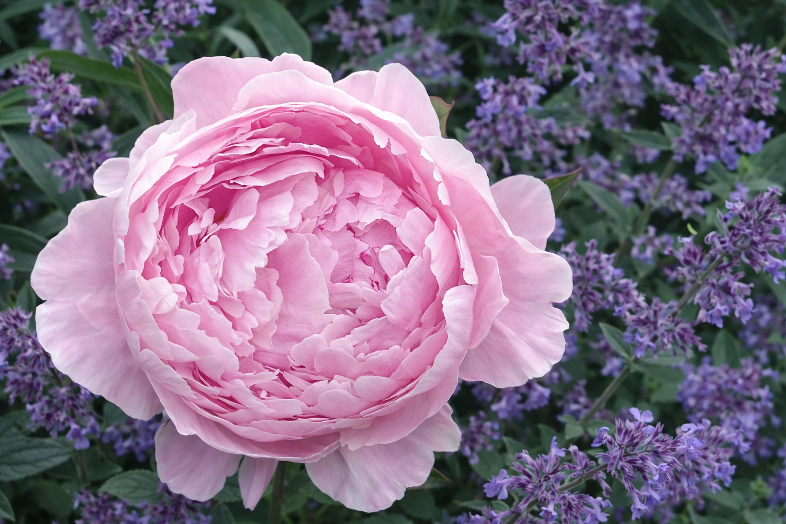 Bloom & Bubbly: Create Your Floral Masterpiece